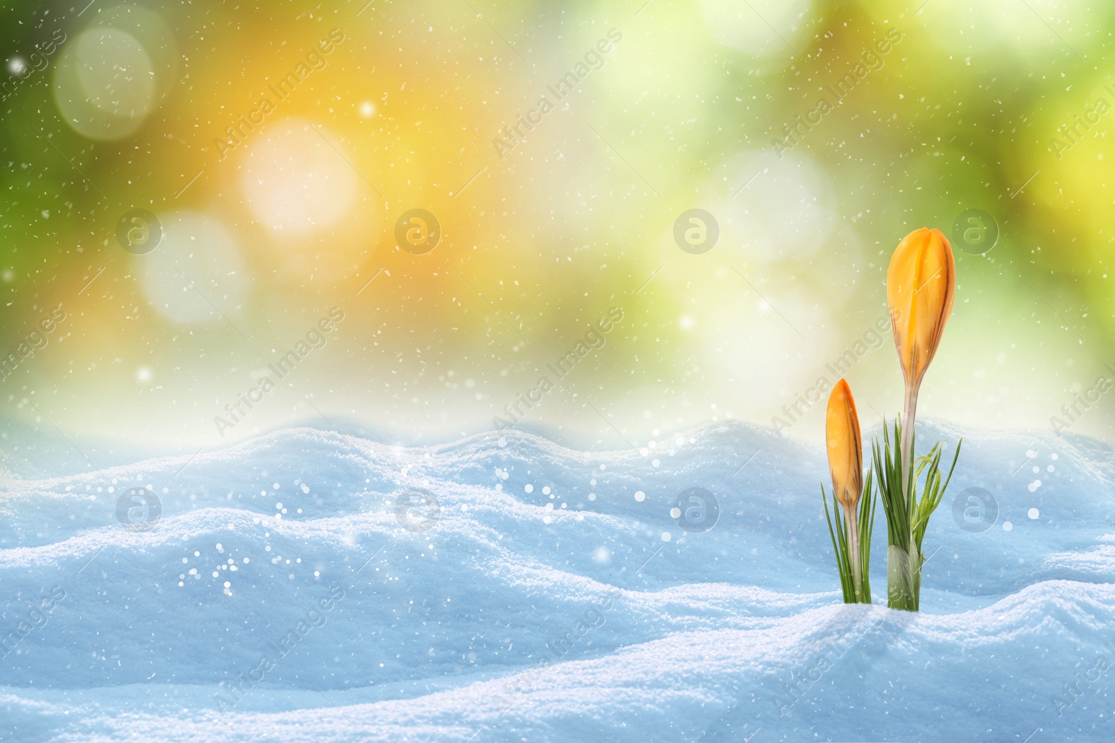 Image of Beautiful spring crocus flowers growing through snow outdoors on sunny day, space for text