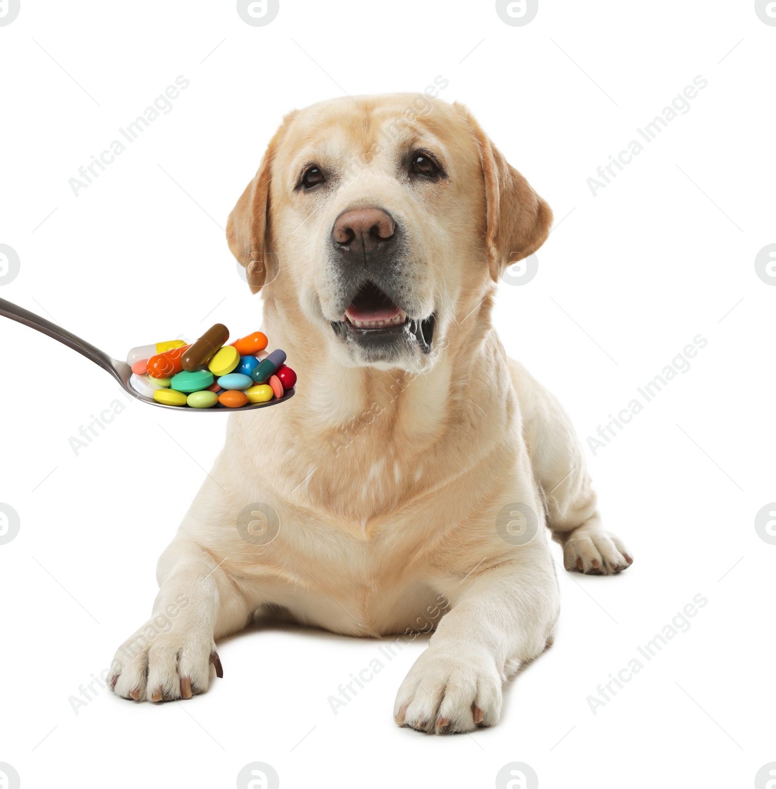 Image of Labrador retriever and spoon full of different pills on white background. Vitamins for animal 