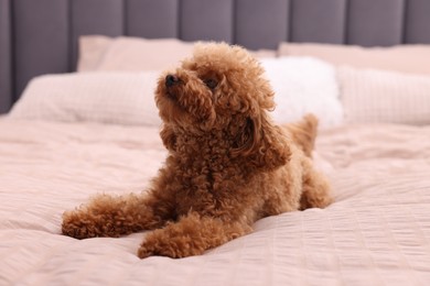 Photo of Cute Maltipoo dog on soft bed. Lovely pet