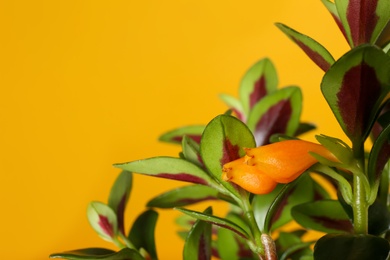 Photo of Beautiful Goldfish plant on yellow background, closeup. Space for text