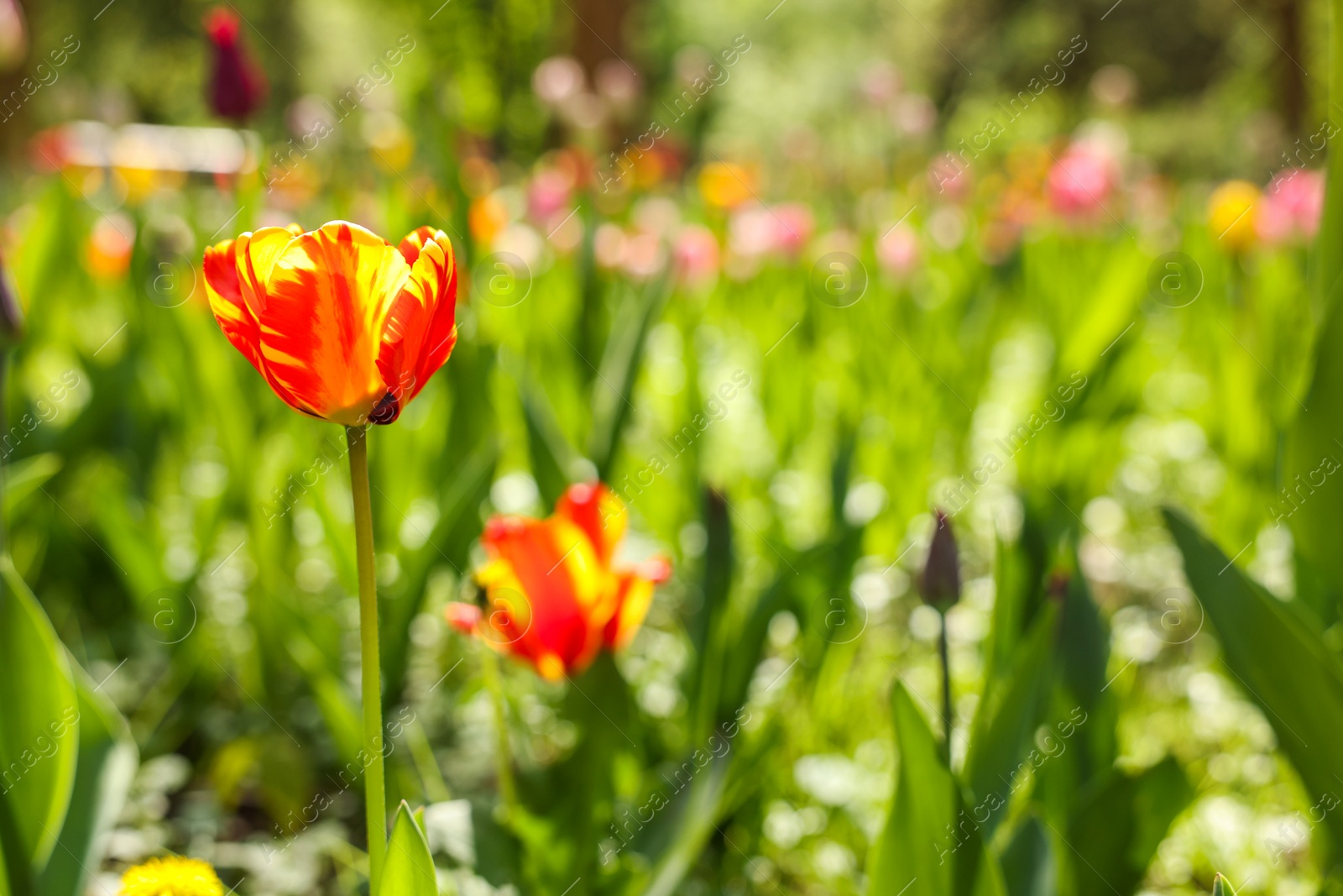 Photo of Beautiful bright tulips growing outdoors on sunny day, closeup. Space for text