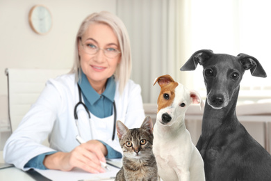 Image of Cute dogs with cat and mature veterinarian in office