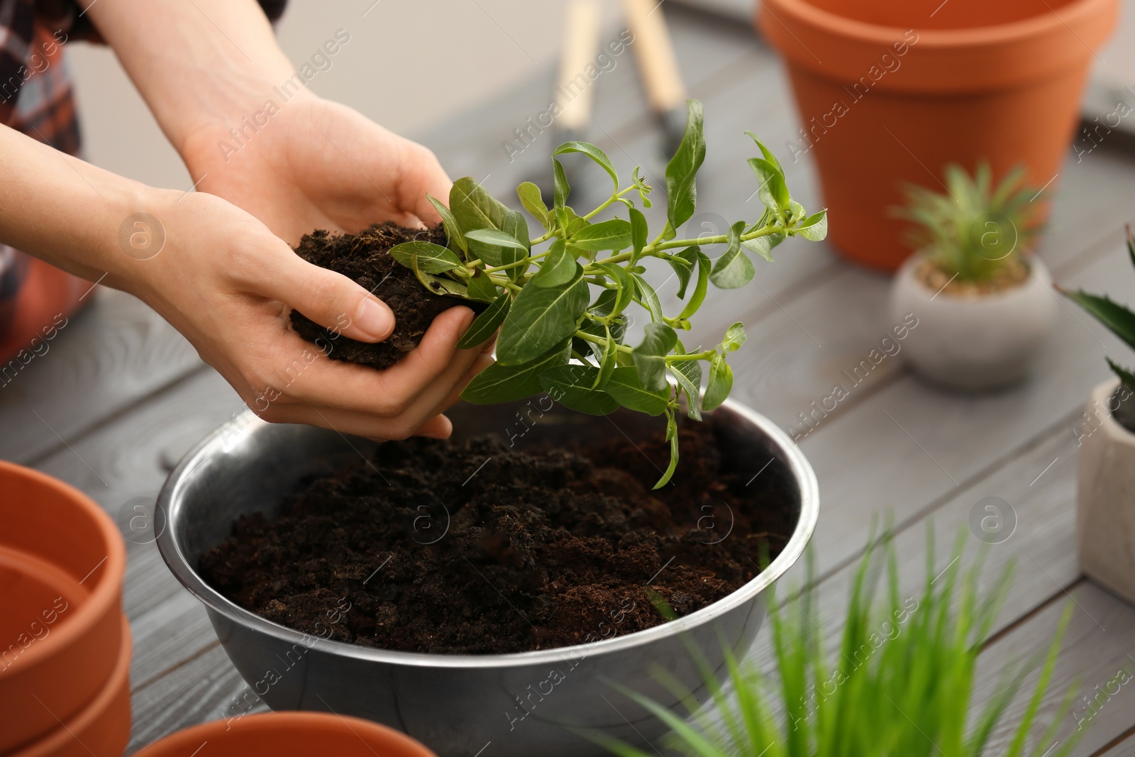 Photo of Transplanting. Woman with green plant and flower pots at gray wooden table, closeup