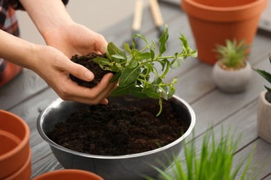 Photo of Transplanting. Woman with green plant and flower pots at gray wooden table, closeup