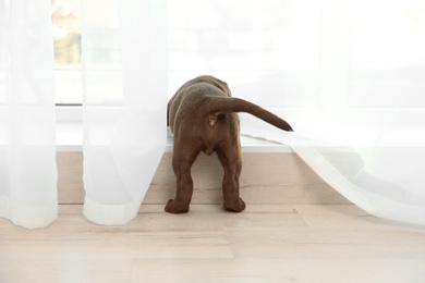 Photo of Chocolate Labrador Retriever puppy near window indoors