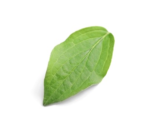 Photo of Beautiful spring green leaf on white background