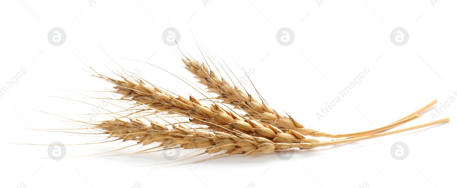 Photo of Three dried cereal spikelets isolated on white