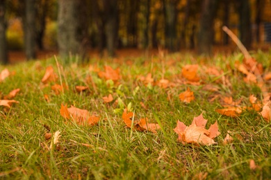 Fallen leaves on green grass in park on autumn day