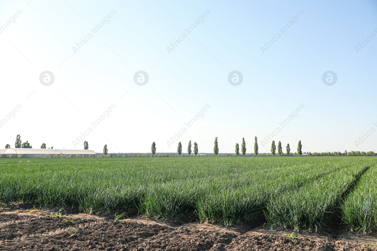 Photo of Rows of green onion growing in field on sunny day