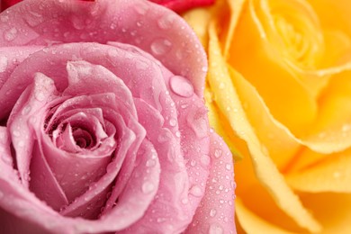 Photo of Beautiful fresh rose flowers with water drops as background, closeup