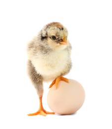 Photo of Cute chick and egg isolated on white. Baby animal