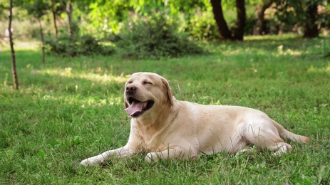 Cute Golden Labrador Retriever on green grass in summer park