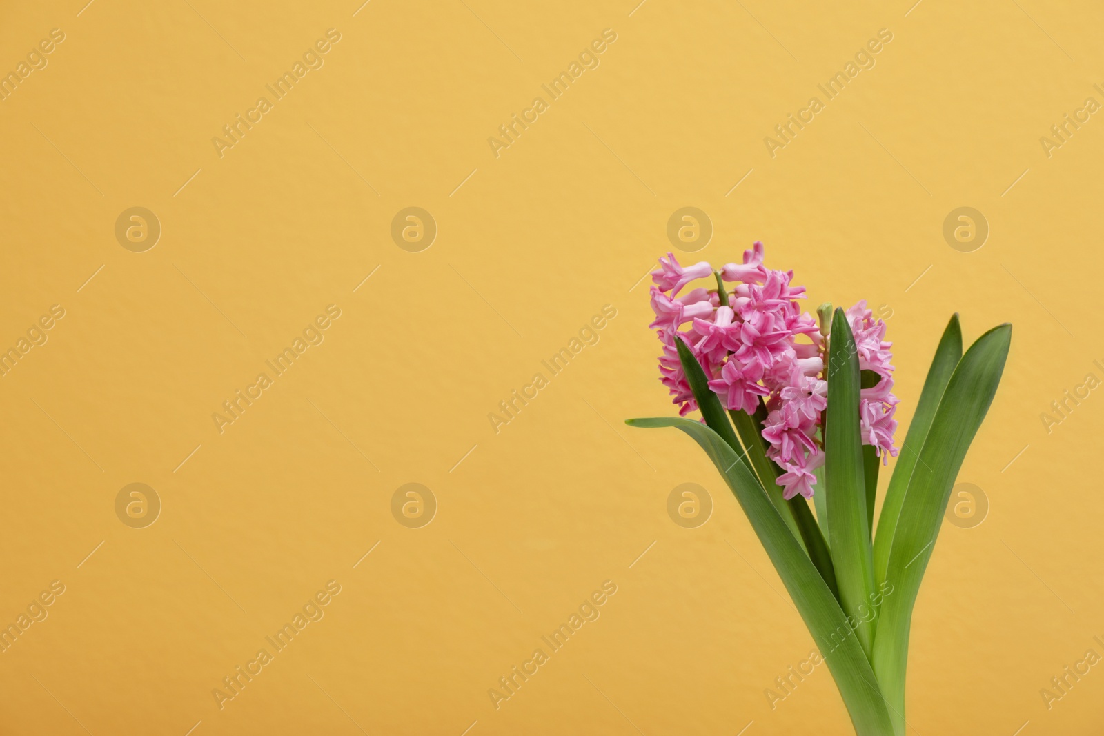 Photo of Beautiful hyacinth on color background, space for text. Spring flower