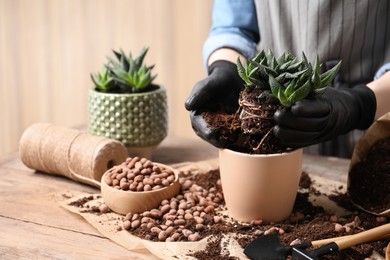 Photo of Woman transplanting Haworthia into pot at table indoors, closeup. House plant care
