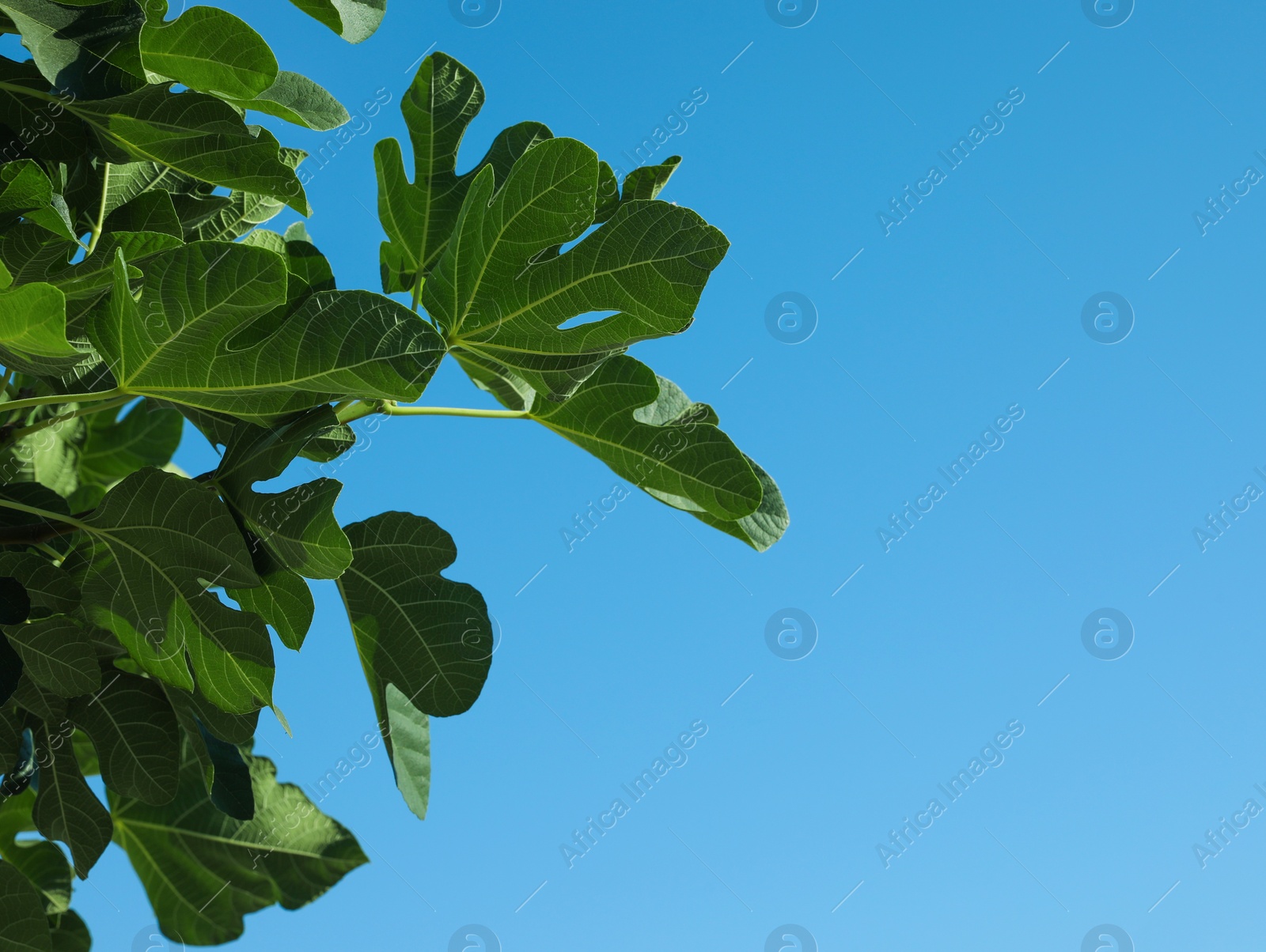 Photo of Beautiful fig tree with green leaves against blue sky, low angle view. Space for text