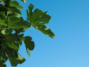 Beautiful fig tree with green leaves against blue sky, low angle view. Space for text