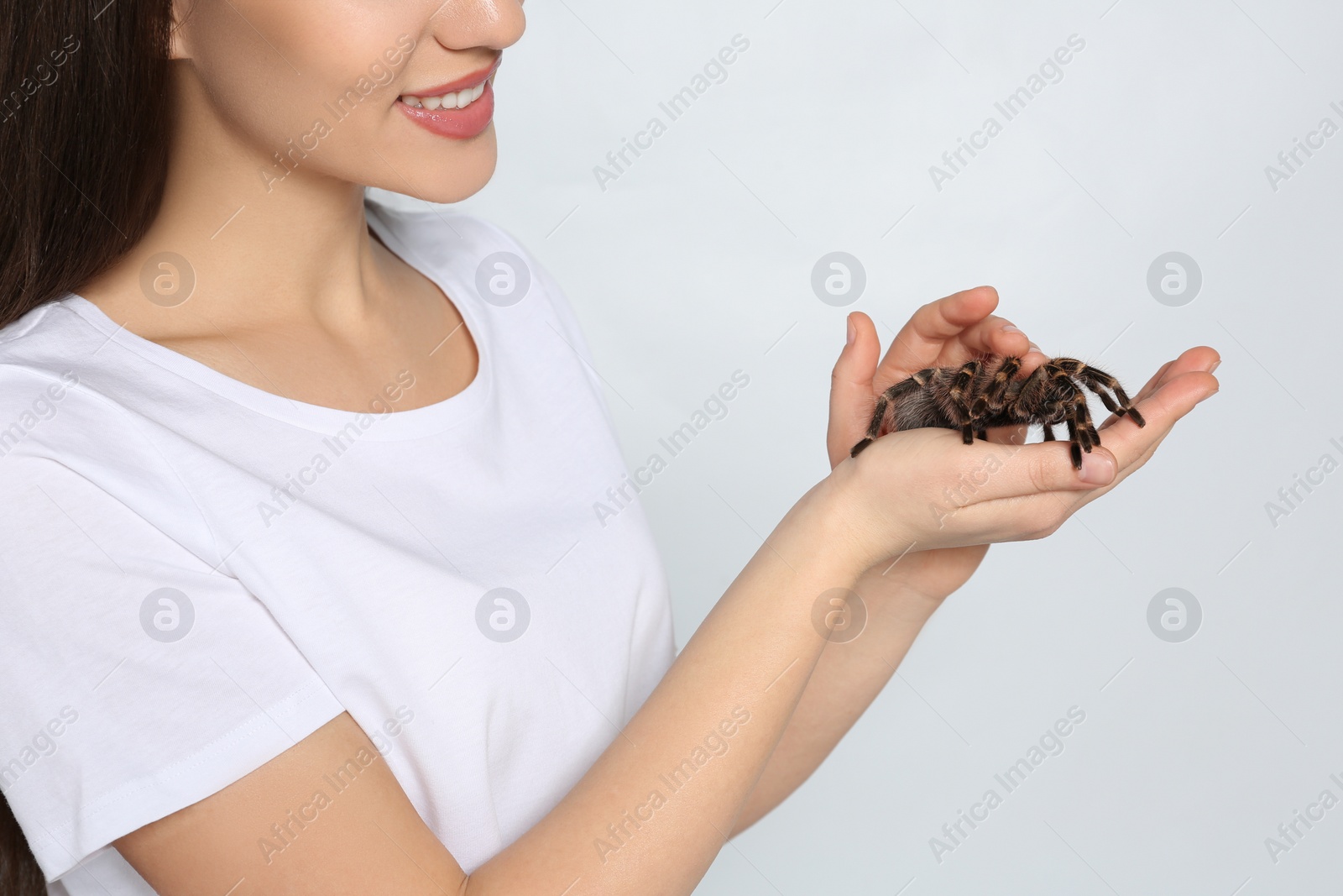 Photo of Woman holding striped knee tarantula on light background, closeup. Exotic pet