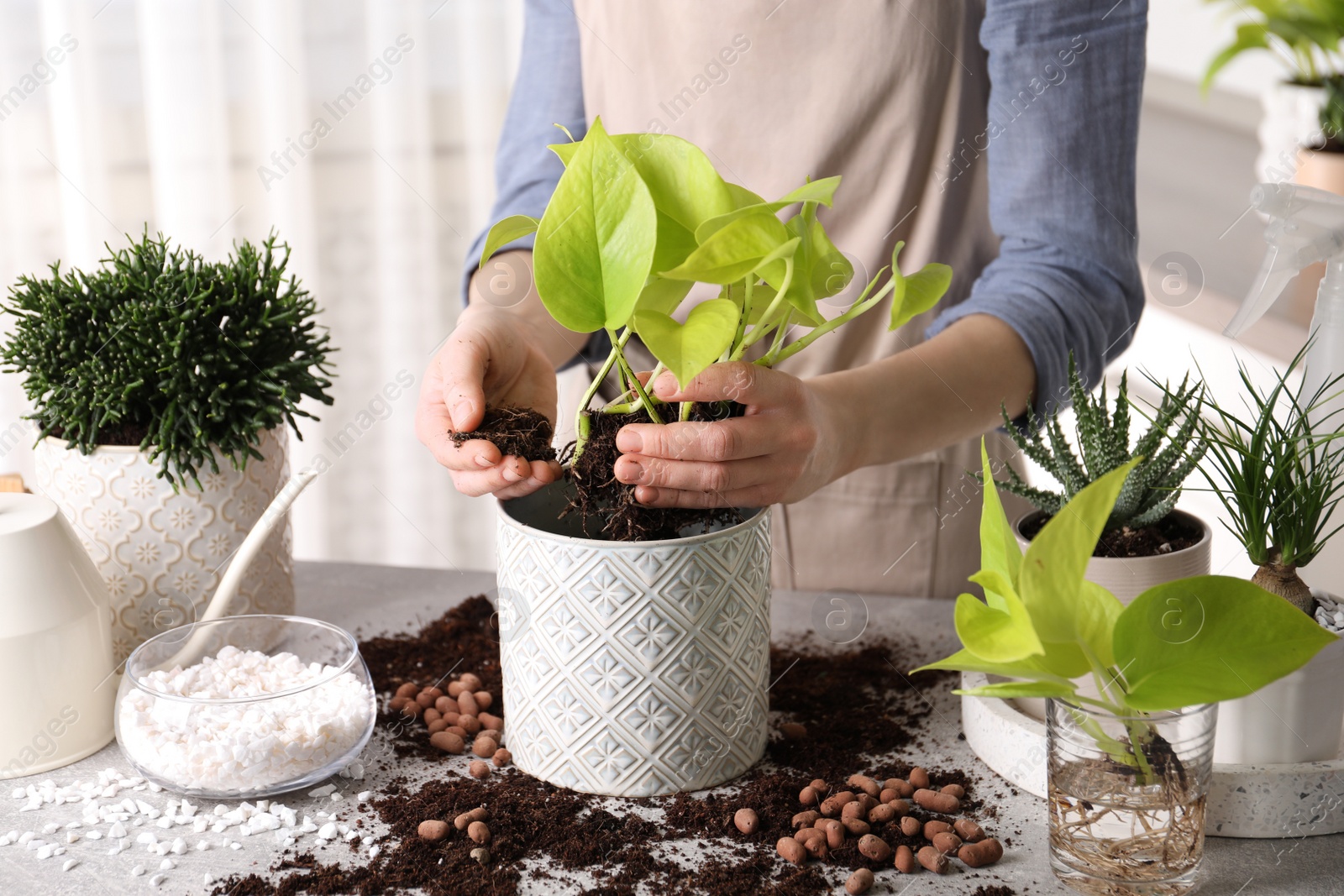 Photo of Woman transplanting Scindapsus into pot at table indoors, closeup. House plant care