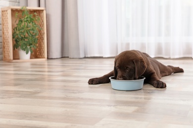 Chocolate Labrador Retriever puppy eating  food from bowl at home