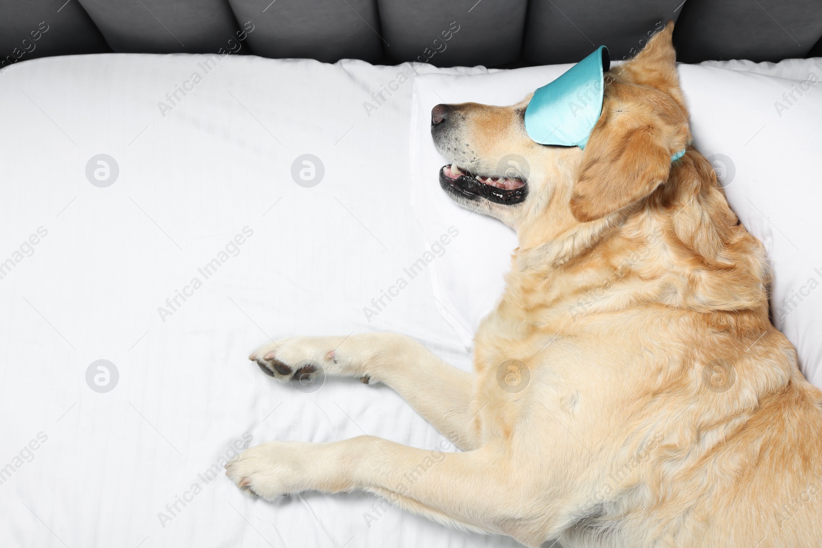 Photo of Cute Labrador Retriever with sleep mask resting on bed, top view. Space for text