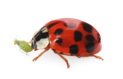 Photo of Red ladybug and green aphid on white background