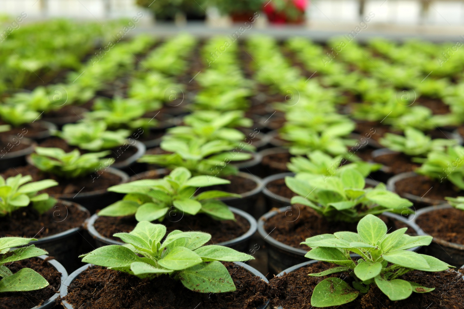 Photo of Many pots with soil and fresh seedlings in greenhouse, closeup