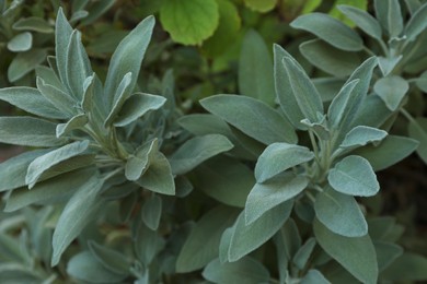 Photo of Beautiful sage with green leaves growing outdoors, closeup