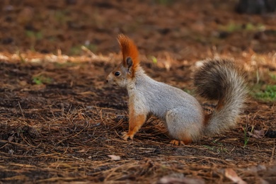 Cute red squirrel on ground in forest