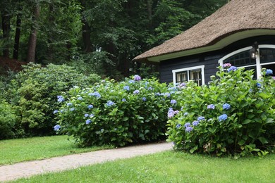 Beautiful blooming hydrangeas in front yard of lovely little cottage. Landscape design