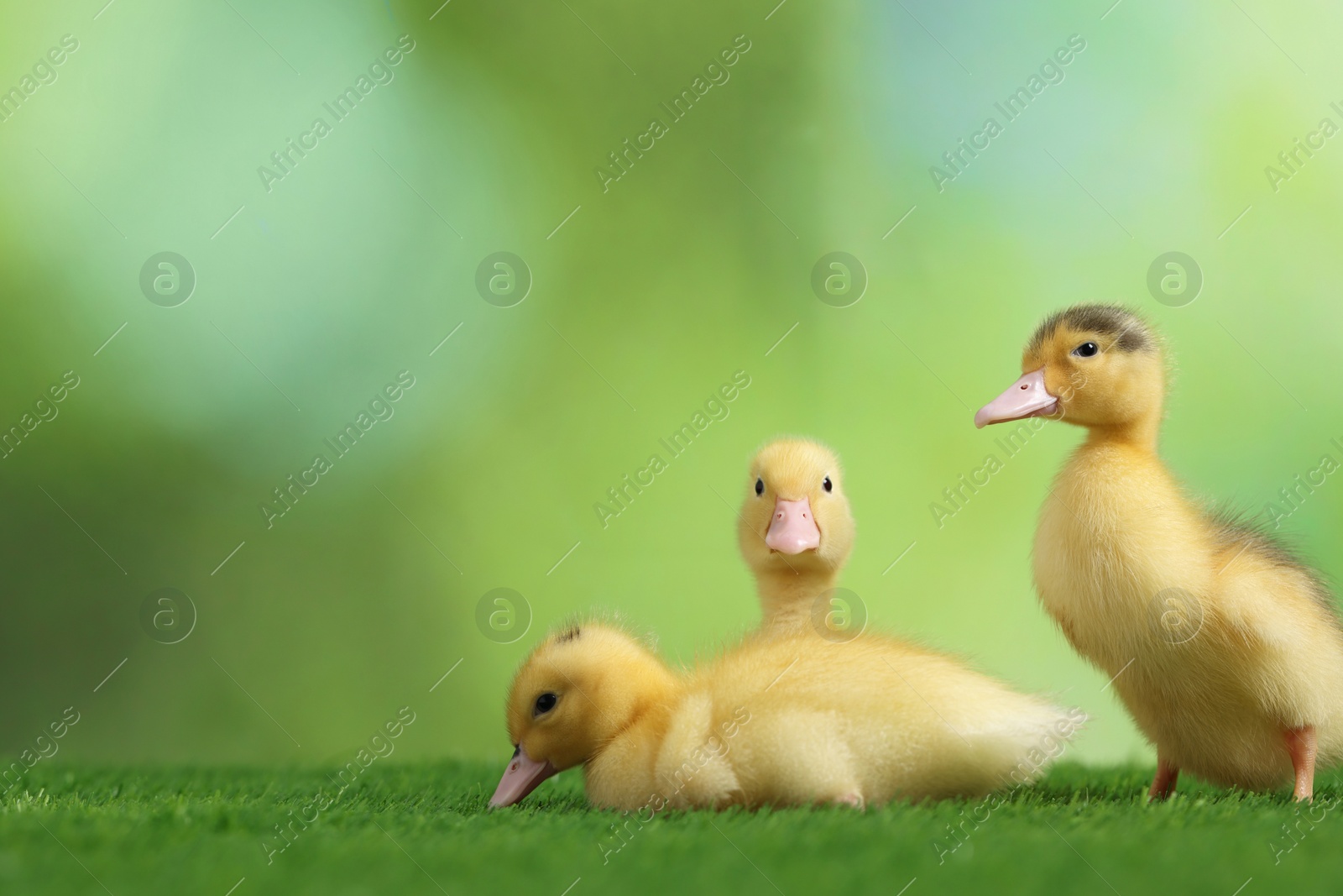 Photo of Cute fluffy ducklings on artificial grass against blurred background, space for text. Baby animals