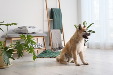 Photo of Cute Akita Inu dog in room with houseplants