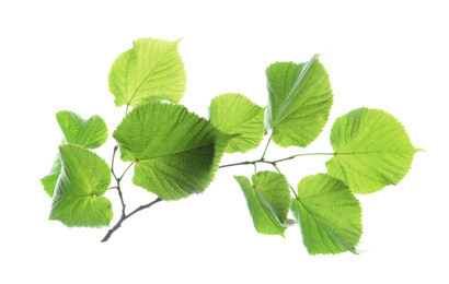 Photo of Branch of linden tree with young fresh green leaves isolated on white. Spring season