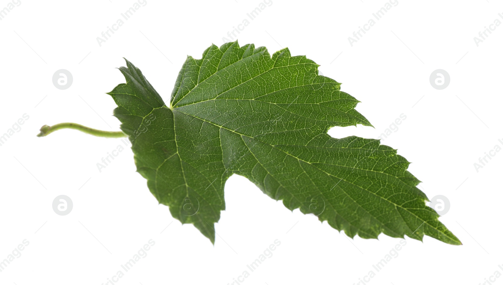 Photo of Fresh green hop leaf isolated on white