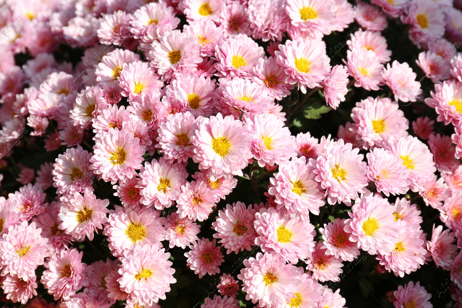 Photo of Beautiful fresh bouquet of colorful chrysanthemum flowers