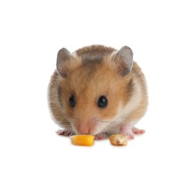 Photo of Cute little hamster eating on white background