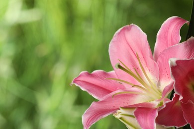Beautiful pink lily flowers outdoors, closeup. Space for text