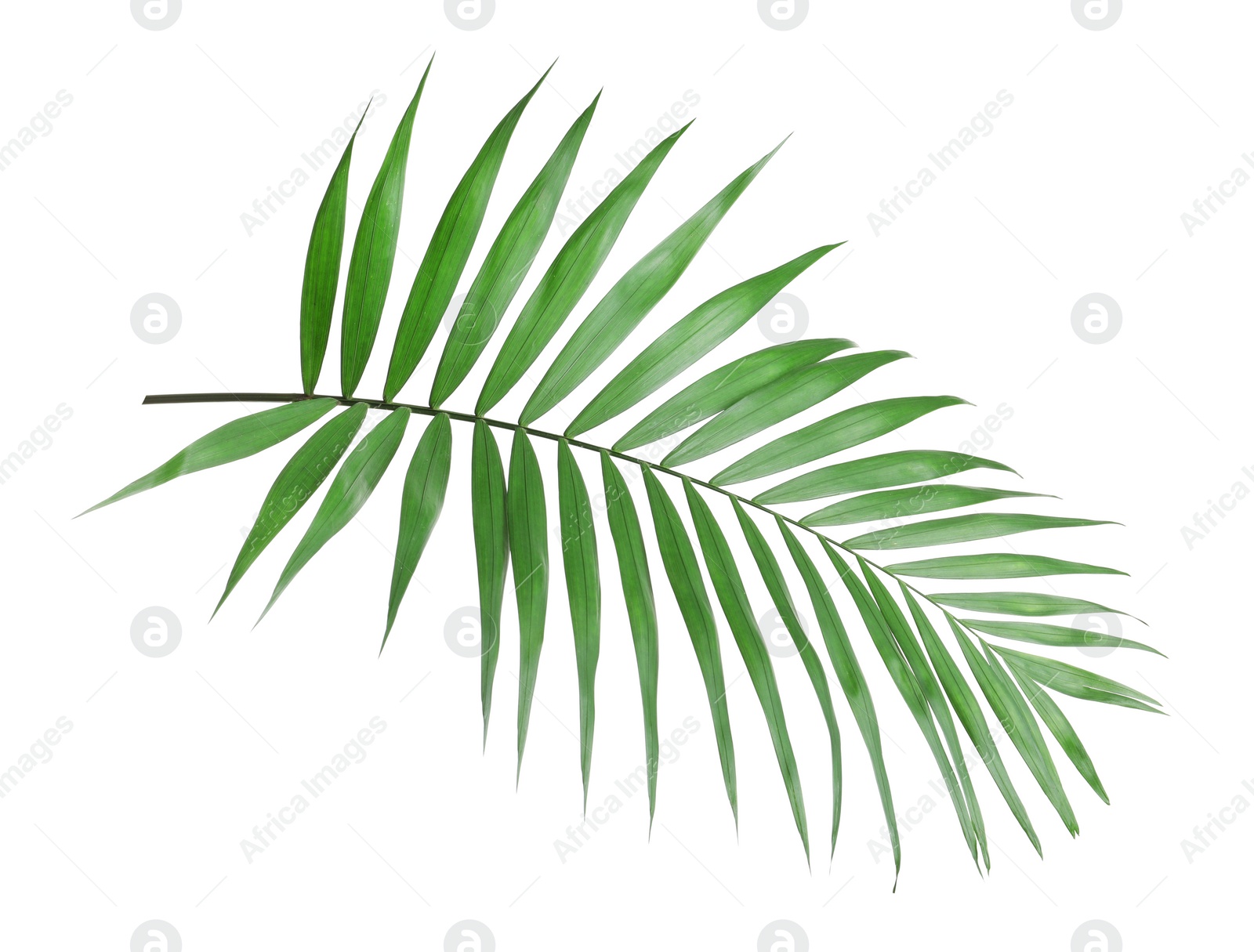 Photo of Tropical howea palm tree leaves isolated on white