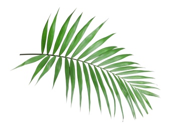 Photo of Tropical howea palm tree leaves isolated on white