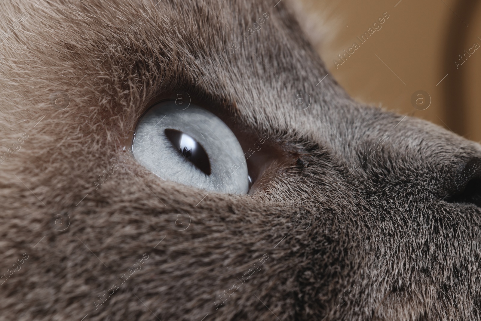 Photo of Macro photo of cat with beautiful eyes. Cute pet