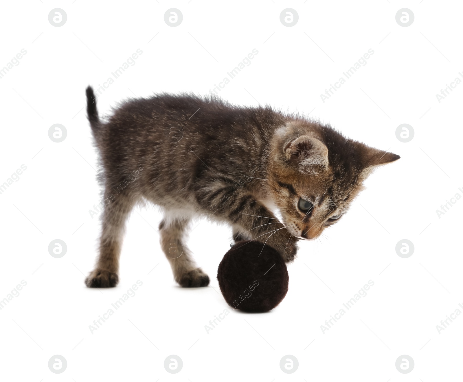Photo of Cute little kitten playing with ball on white background. Pet toy