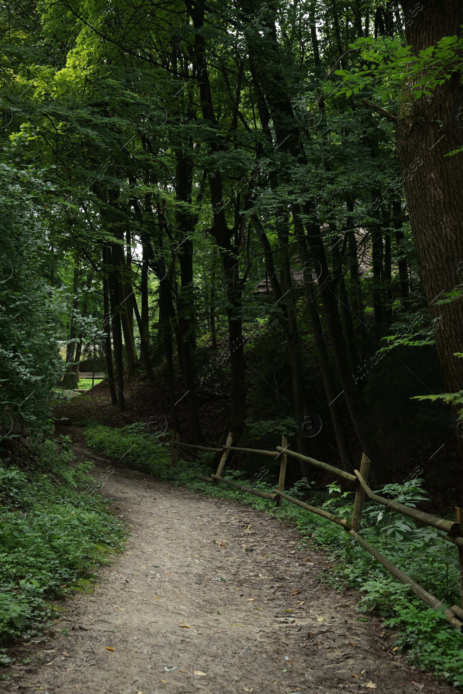 Photo of Picturesque view of pathway in forest on summer day