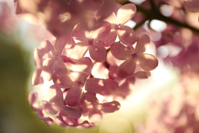 Photo of Closeup view of beautiful blooming lilac shrub outdoors