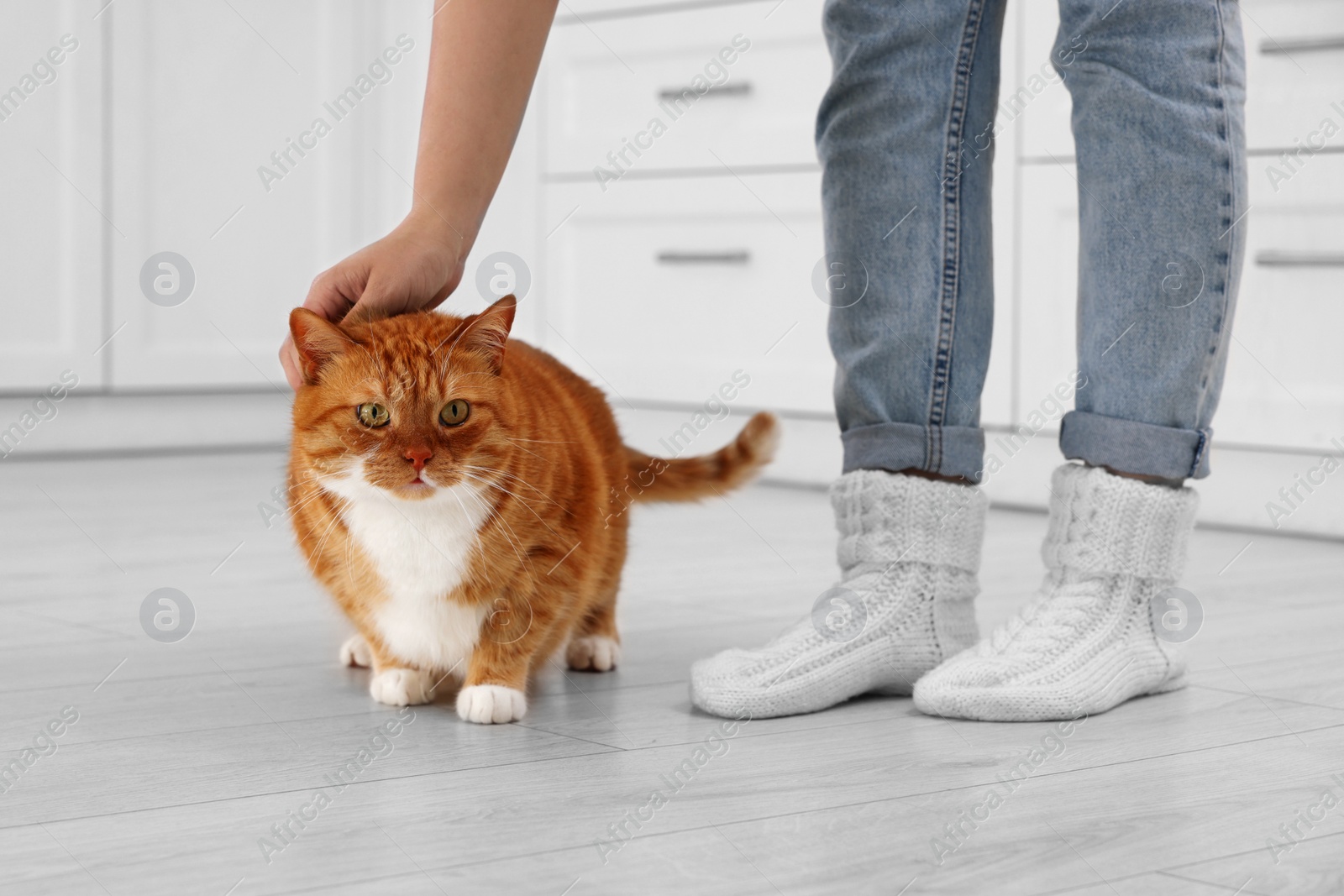 Photo of Woman petting cute cat at home, closeup