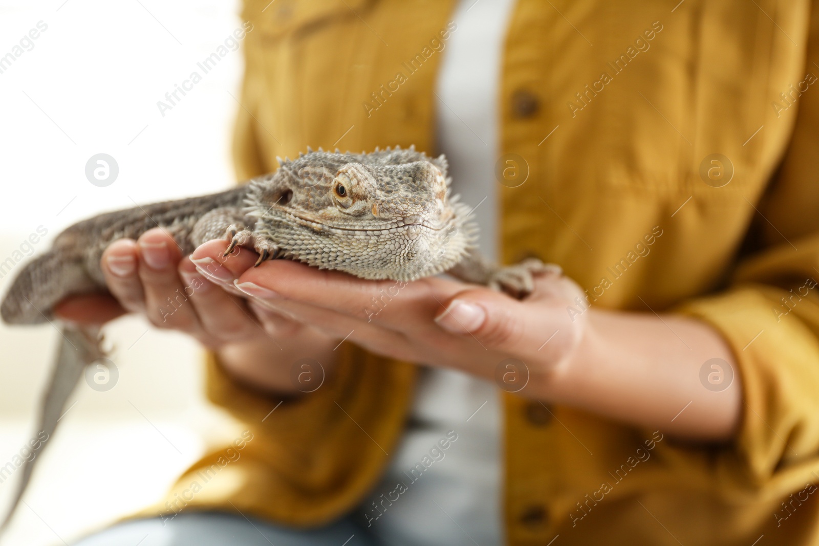 Photo of Young woman with bearded lizard at home, closeup. Exotic pet