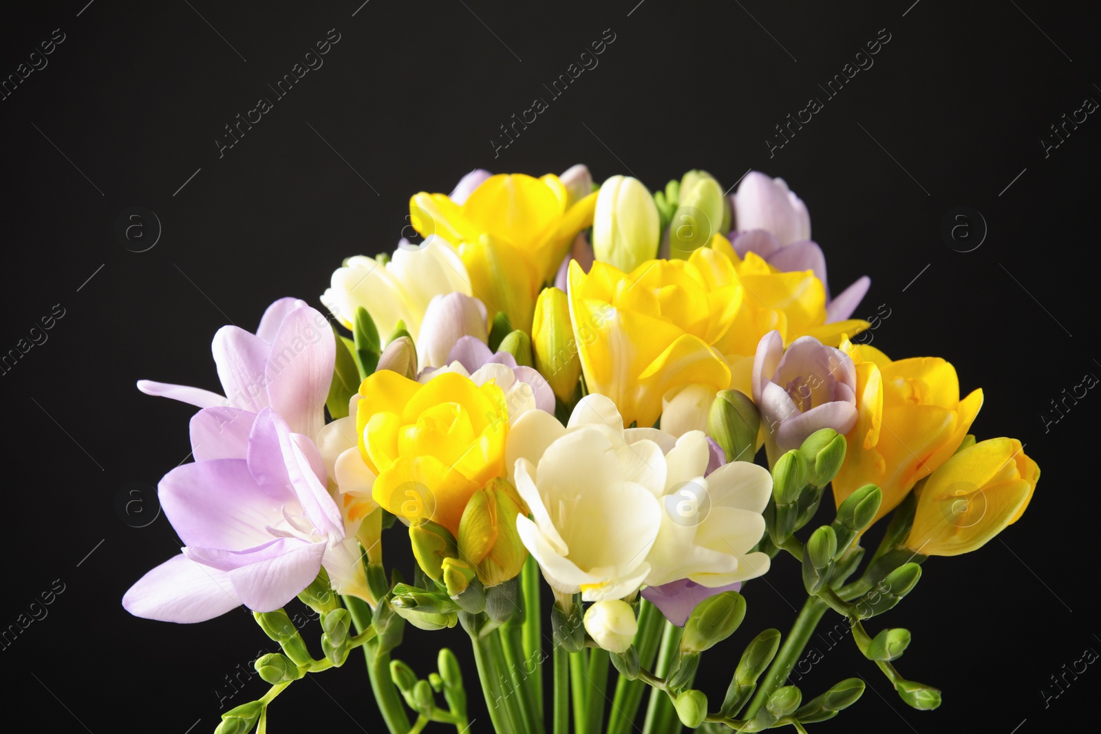 Photo of Bouquet of freesia flowers on black background