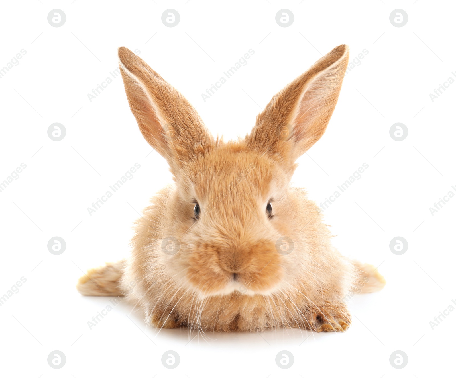 Photo of Adorable furry Easter bunny on white background