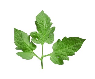 Branch of tomato plant with leaves isolated on white