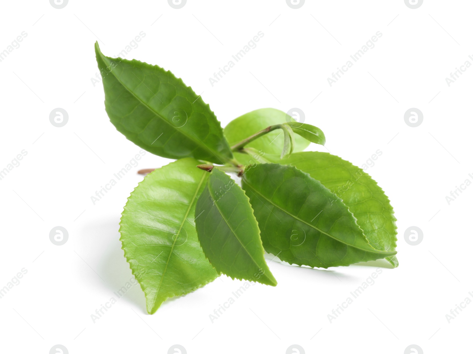 Photo of Green leaves of tea plant isolated on white