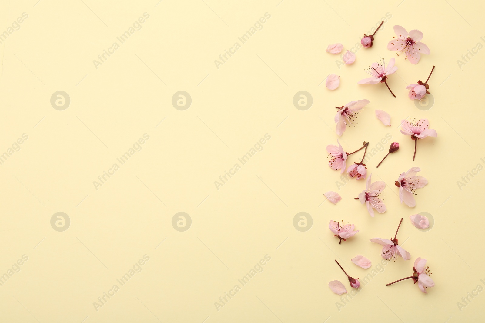 Photo of Beautiful spring tree blossoms and petals on yellow background, flat lay. Space for text