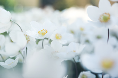 Photo of Beautiful blossoming Japanese anemone flowers outdoors on spring day